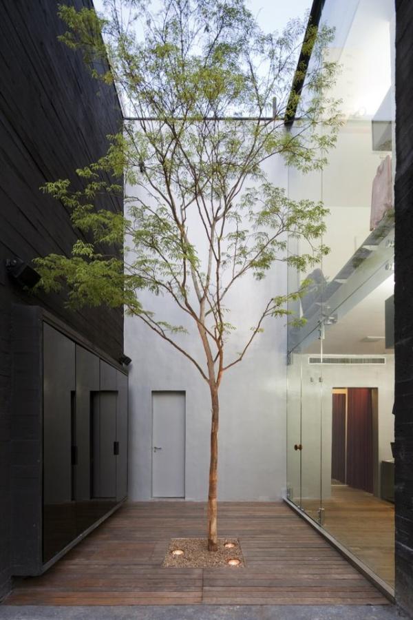 Narrow-courtyard-with-a-single-tall-tree
