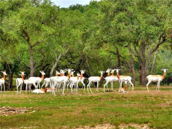 casa-lui-john-paul-dejoria-11