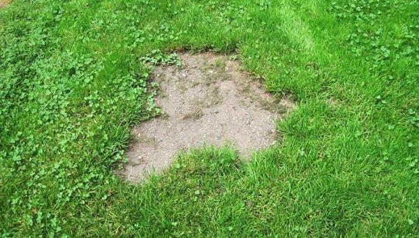 Bare-spots-are-a-common-lawn-issue