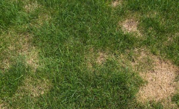 Chinch-bugs-can-create-problems-for-the-lawn