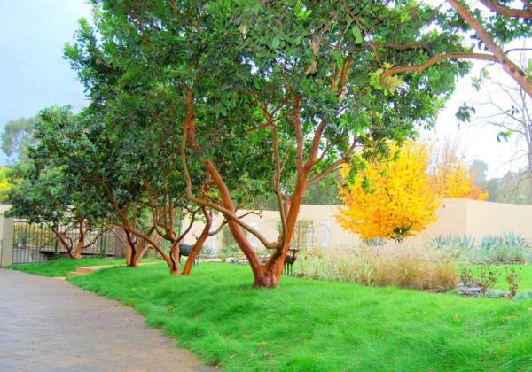 Healthy-tall-green-grass