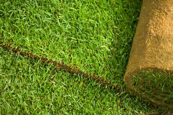 Installing-sod-is-another-option-for-rejuvenating-the-yard