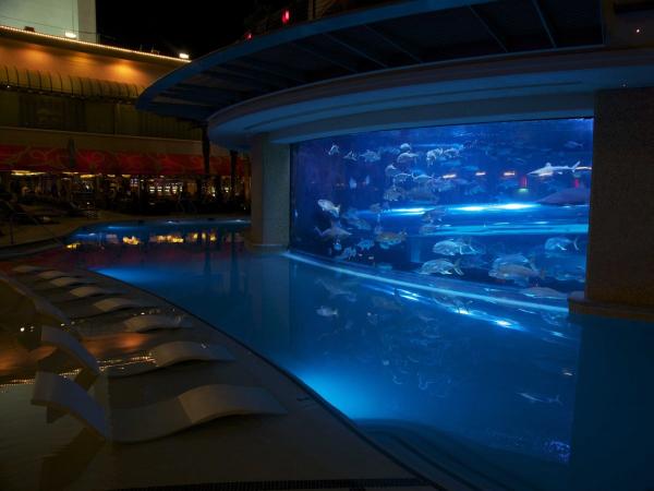 swim-with-sharks-and-dozens-of-different-types-of-fish-in-the-tank-an-aquarium-pool-at-the-golden-nugget-hotel-in-las-vegas